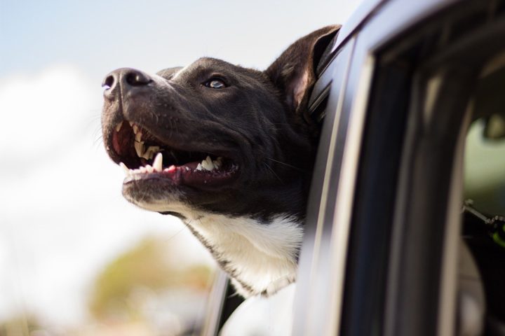 Une plaque d’identification pour mon chien ? A quoi ça sert ?