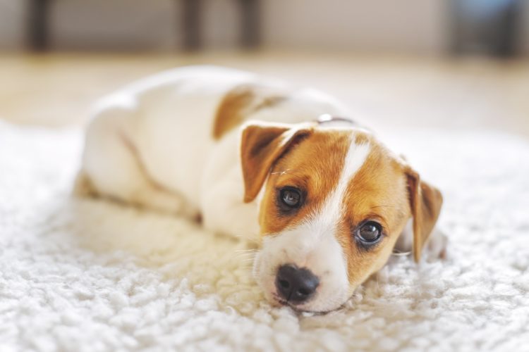 La race canine et la protection d’une propriété